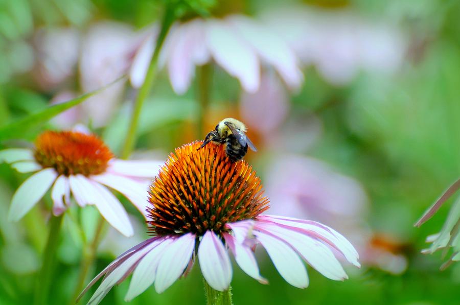Say Bee #1 Photograph by Diana Angstadt