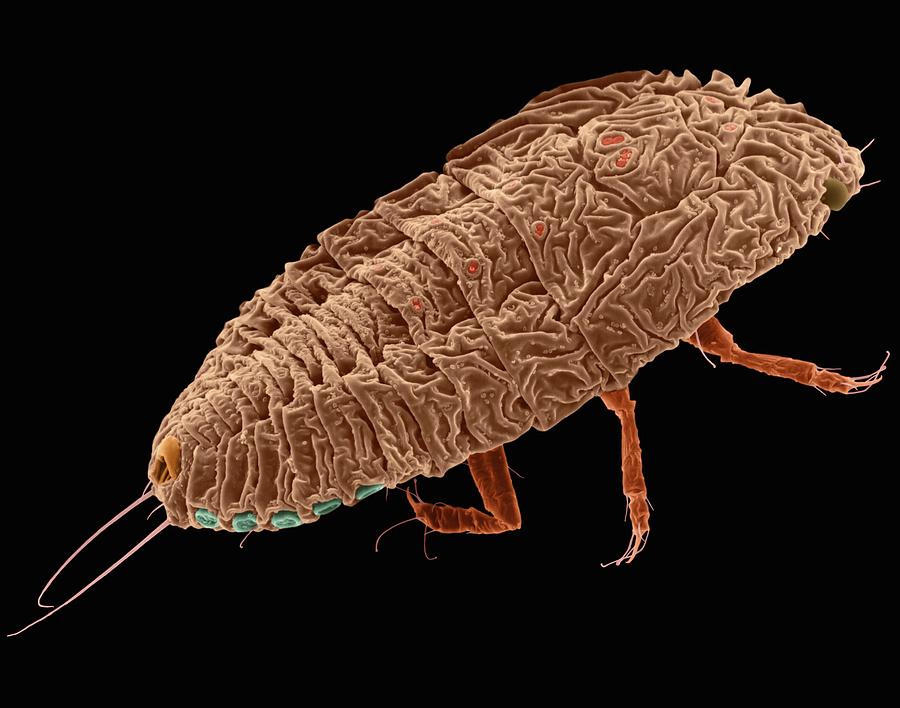 Scale Insect Nymph #1 Photograph by Dennis Kunkel Microscopy/science Photo Library