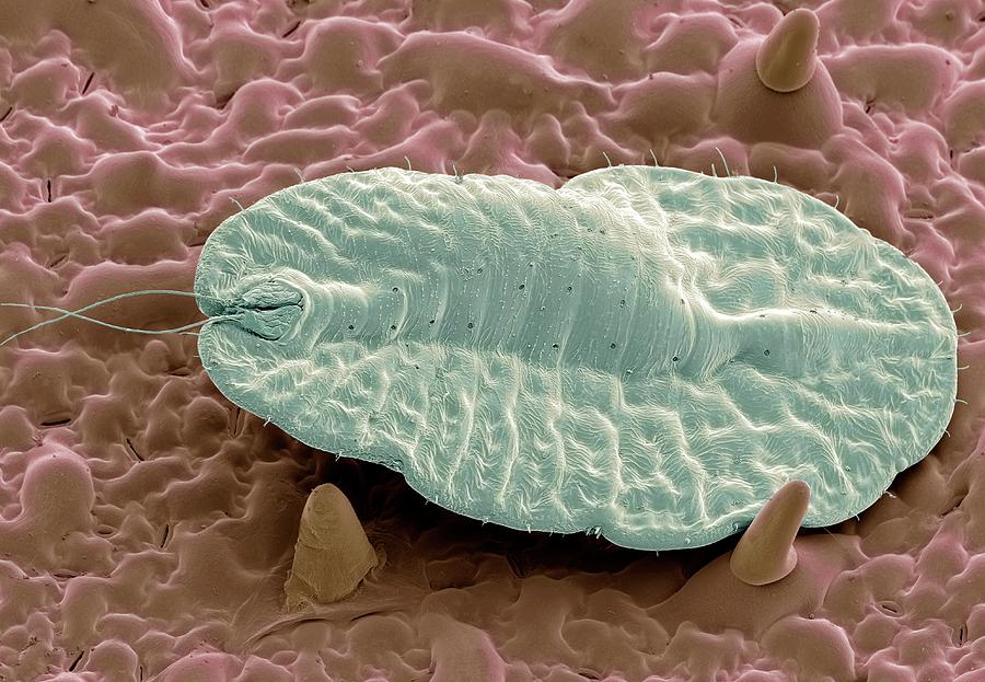 Scale Insect #1 Photograph by Science Photo Library Scale Insect #1 Photograph by Science Photo Library