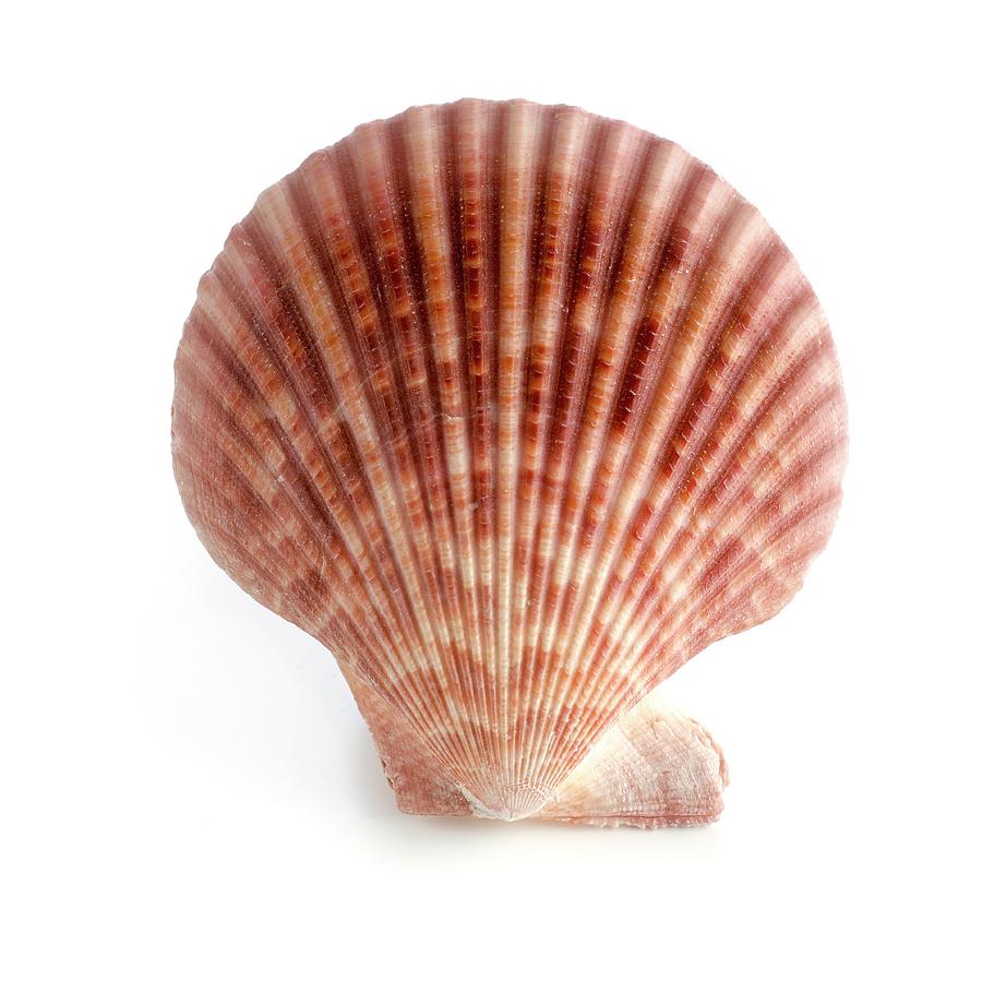 https://images.fineartamerica.com/images-medium-large-5/1-scallop-shell-science-photo-library.jpg