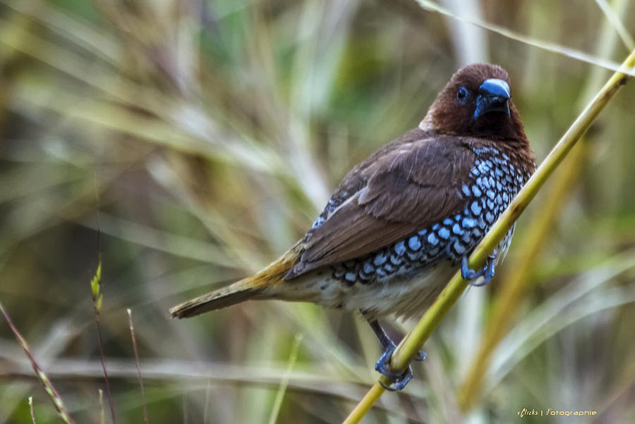 Scaly Breasted Munia #1 Photograph by Virag Yelegaonkar - Pixels