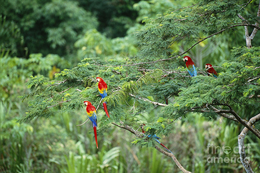 Scarlet And Green Winged Macaws #1 Photograph by Art Wolfe