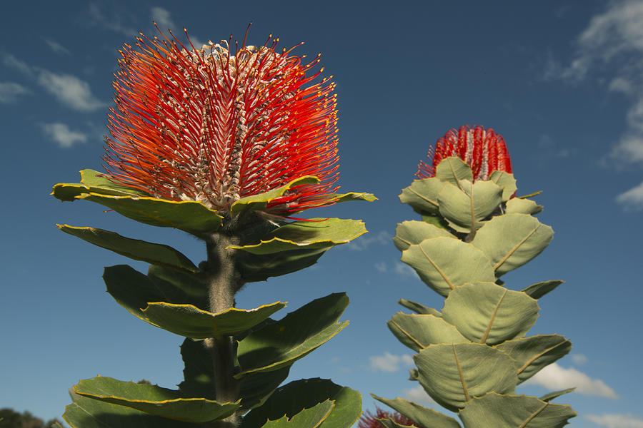 Scarlet Banksia Fitzgerald River #1 Photograph by Kevin Schafer