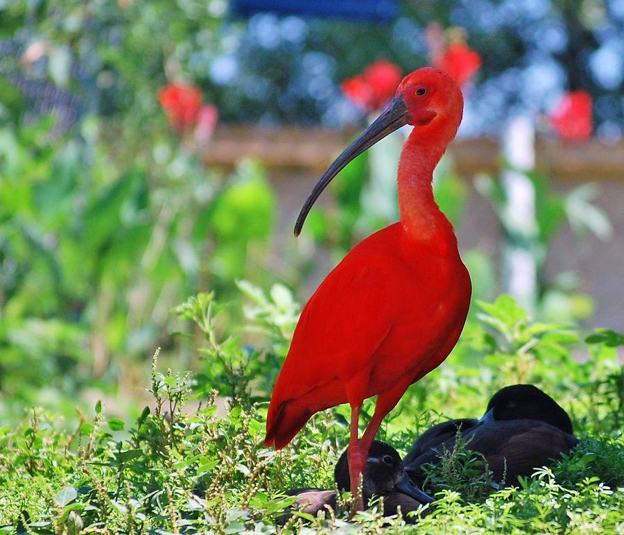 Scarlet Ibis #1 Photograph by Bill Hosford