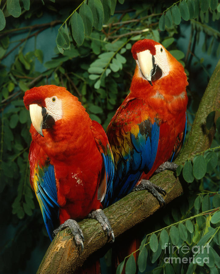 Scarlet Macaw #3 Photograph by Hans Reinhard