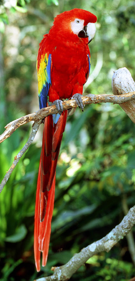 Scarlet Macaw #5 Photograph by Millard H Sharp