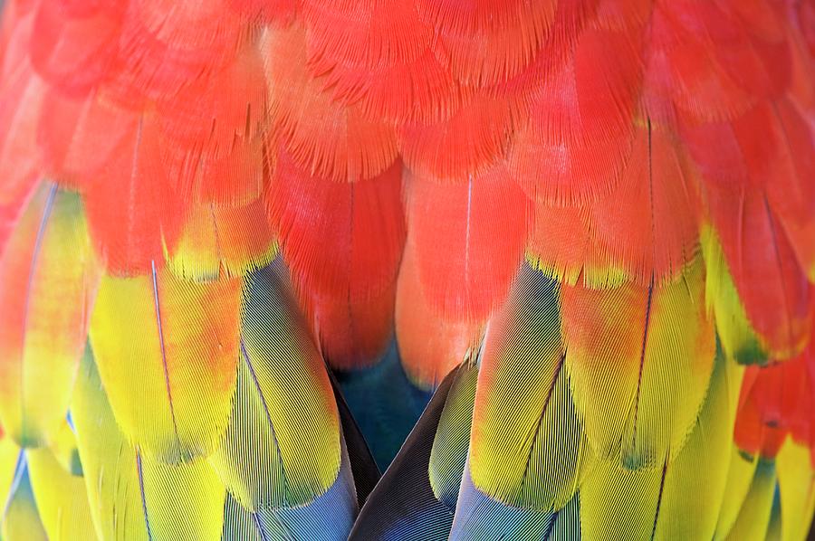 Scarlet Macaw Plumage Photograph by Tony Camacho