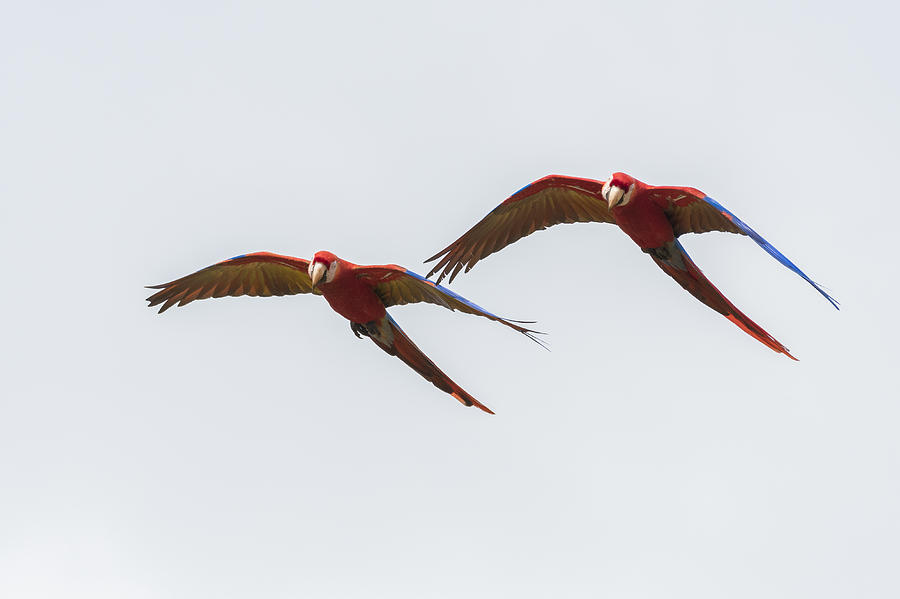 Scarlet Macaws #1 Photograph by John Shaw