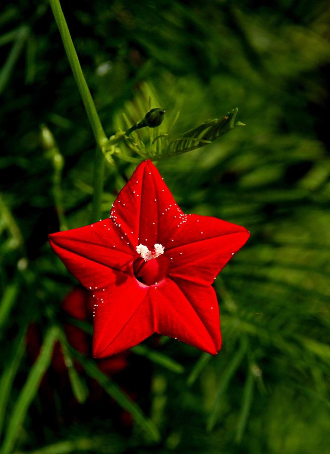 Scarlet Morning Glory #1 Photograph by Ramabhadran Thirupattur