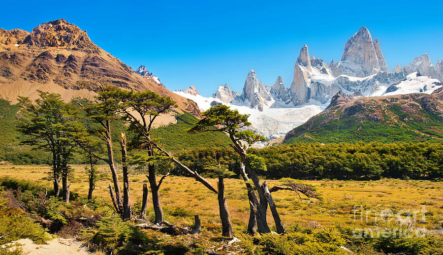 Tree Photograph - Scenic Patagonia by JR Photography