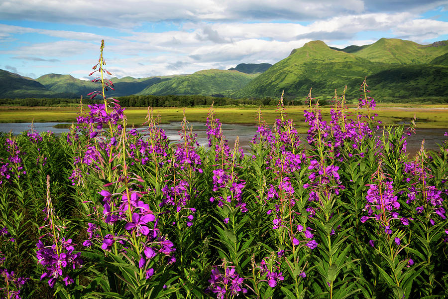 Flower Photograph - Scenic View Of Kodiak Island #1 by Marion Owen