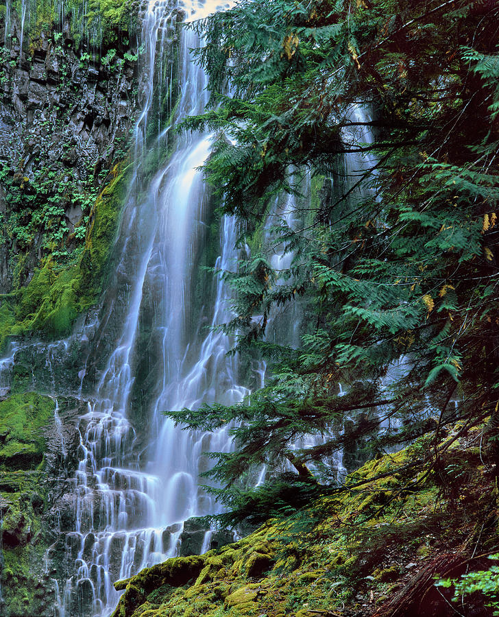 Scenic View Of Waterfall In A Forest #1 Photograph by Panoramic Images