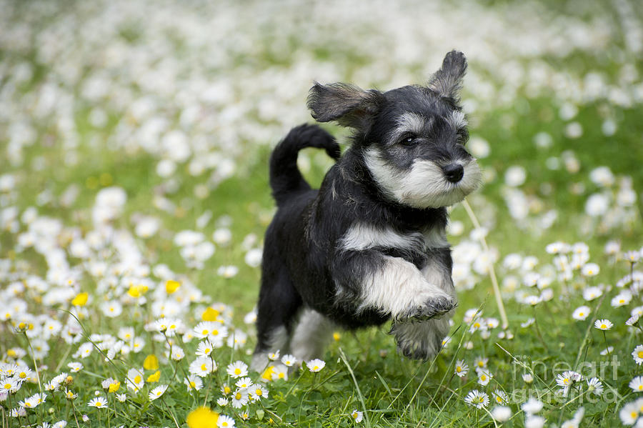 Schnauzer Puppy Dog #1 Photograph by John Daniels