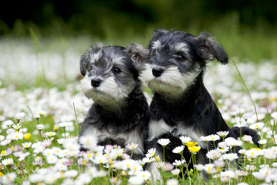 Schnauzer Puppy Dogs #1 Photograph by John Daniels