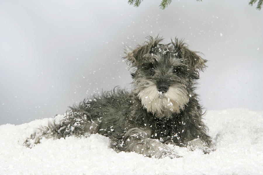 Schnauzer Puppy In Snow #1 Photograph by John Daniels