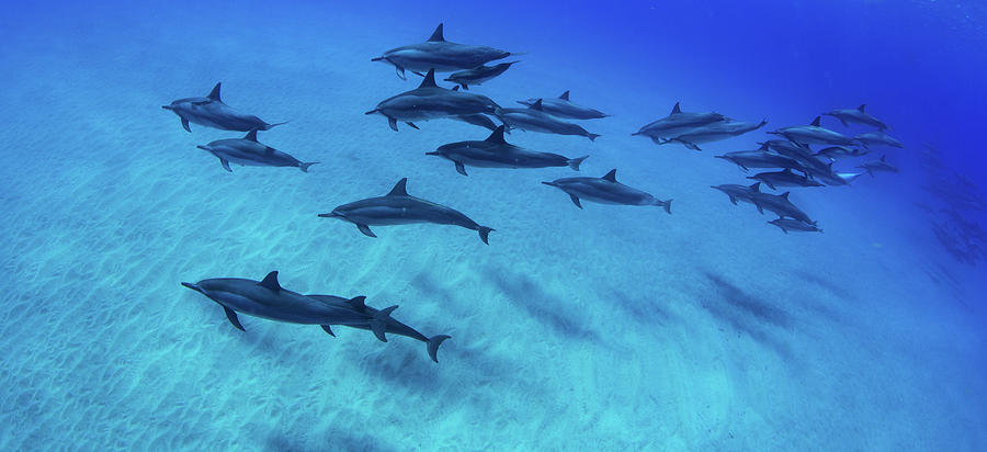 School Of Dolphins Swimming In Pacific #1 Photograph by Panoramic Images