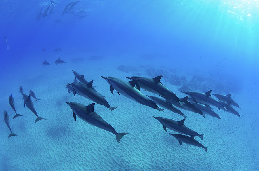 School Of Dolphins Swimming In Pacific Photograph by Animal Images ...