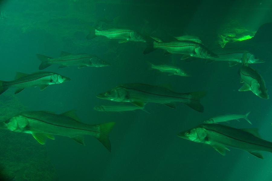School-of-Fish #1 Photograph by Richard Zentner
