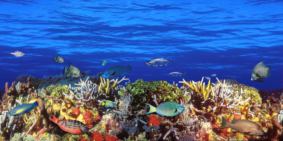 Nature Photograph - School Of Fish Swimming Near A Reef #1 by Panoramic Images