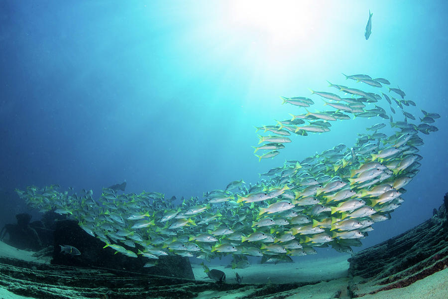 School Of Yellow Snapper Swimming #1 Photograph by Alessandro Cere