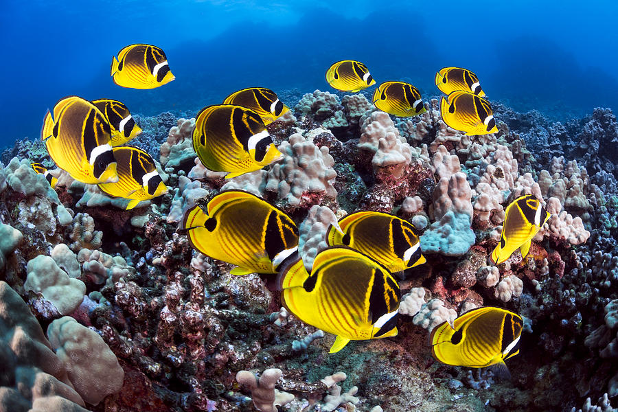 Schooling Raccoon Butterflyfish #1 Photograph by Dave Fleetham