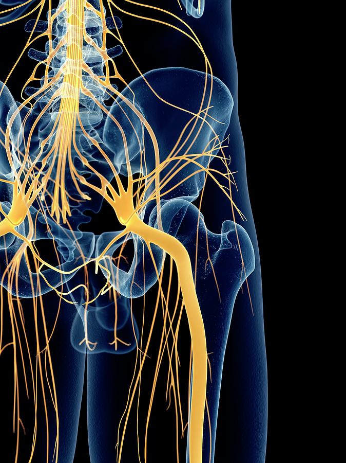 Sciatic Nerve Photograph by Sebastian Kaulitzki/science Photo Library ...