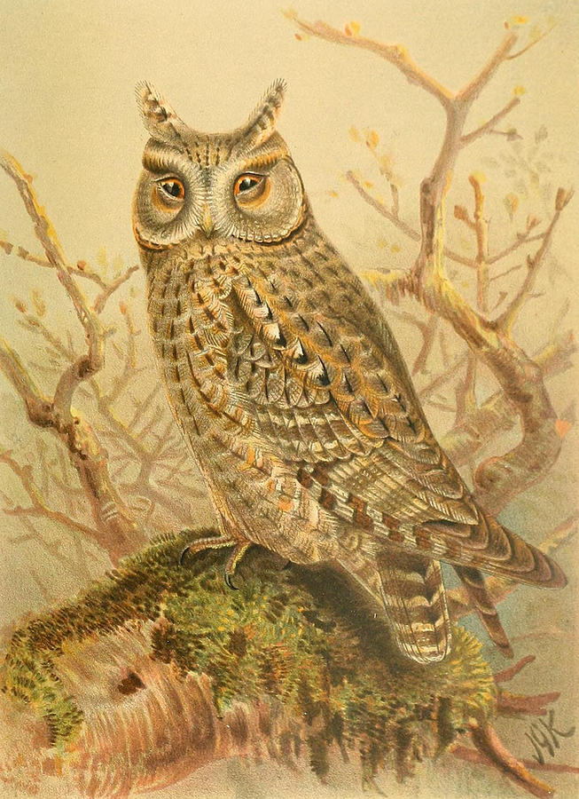 John James Audubon Painting - Scops Owl #1 by Dreyer Wildlife Print Collections 
