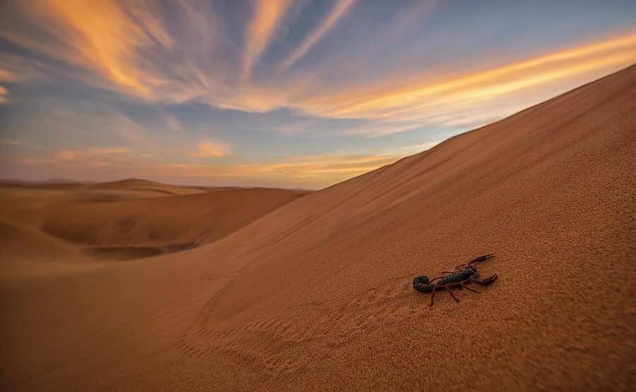 Scorpion Walking Through The Desert #1 Photograph by Robert Postma