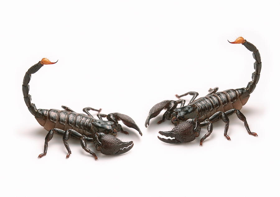 Scorpions Photograph by Gustoimages/science Photo Library