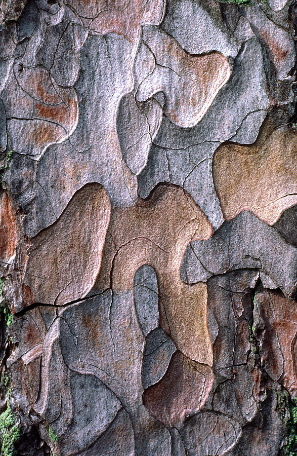 Nature Photograph - Scots Pine Bark Abstract #1 by Nigel Downer