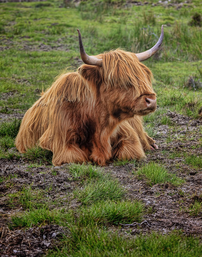 Scottish Highland Cattle #1 Photograph by Ray Kent