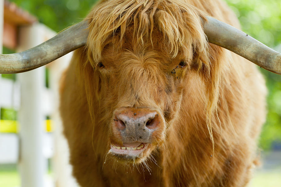Scottish highlander ox portrait Photograph by Alexey Stiop