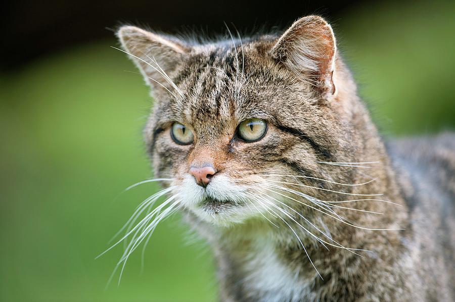 Scottish Wildcat #1 Photograph by Dr P. Marazzi/science Photo Library