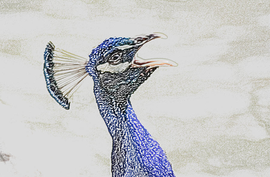 Screaming Peacock #1 Digital Art by Photographic Art by Russel Ray Photos