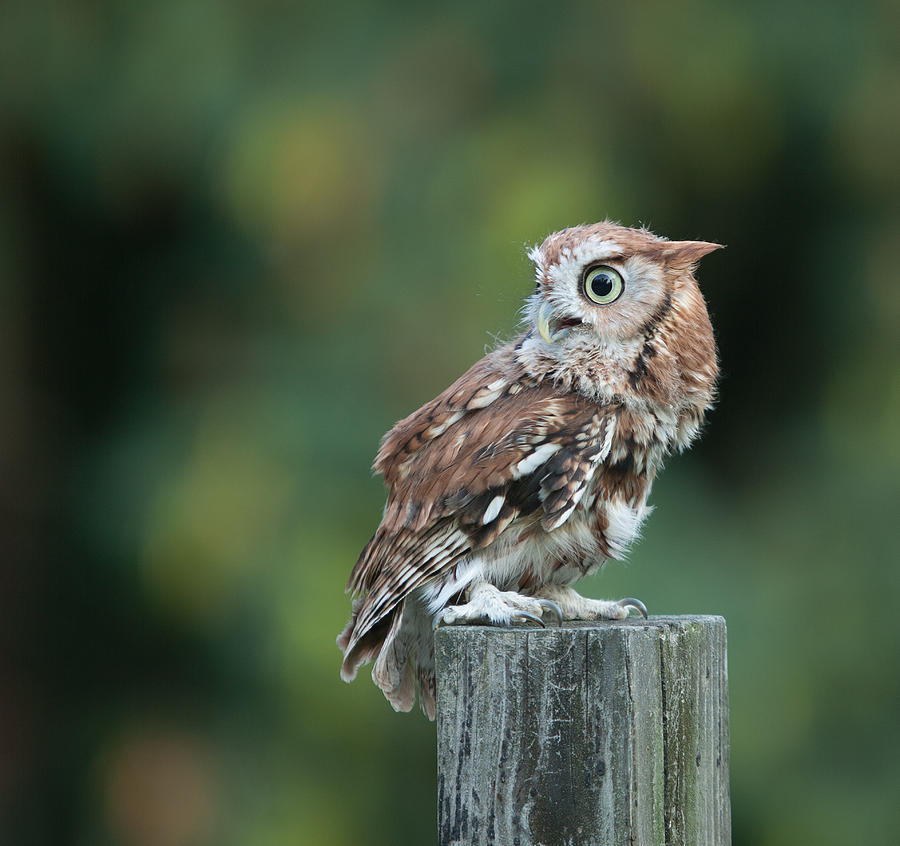 Screech Owl  #1 Photograph by Jack Nevitt