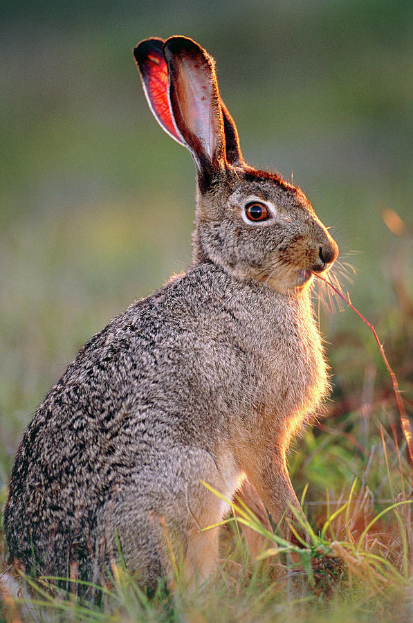 Wildlife Photograph - Scrub Hare #1 by Tony Camacho/science Photo Library