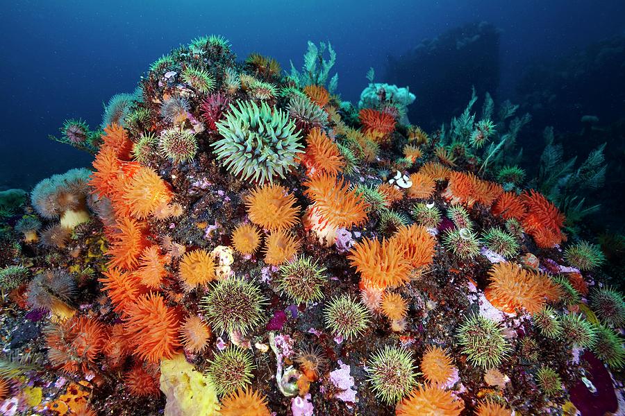Sea Anemones And Marine Life #1 Photograph by Alexander Semenov/science Photo Library