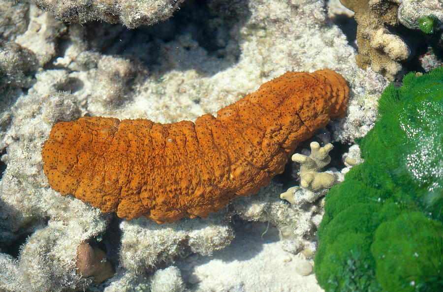 Sea Cucumber #1 Photograph by Newman & Flowers