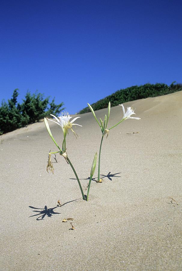Sea Daffodil (pancratium Maritimum) Photograph by Bruno Petriglia