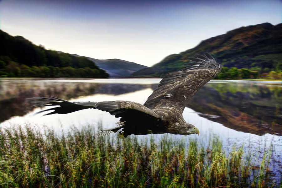 Eagle Photograph - Sea eagle #1 by Sam Smith Photography
