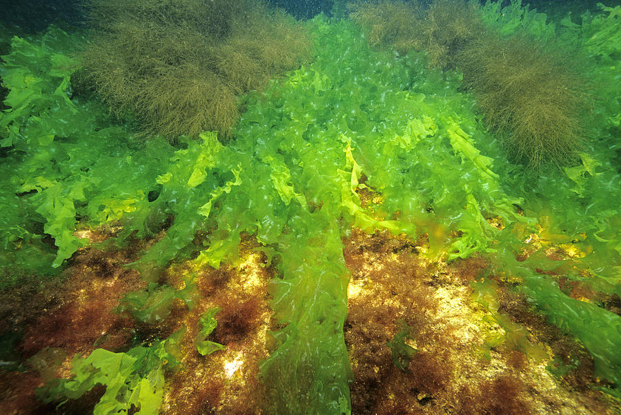 Sea Lettuce #1 Photograph by Andrew J. Martinez