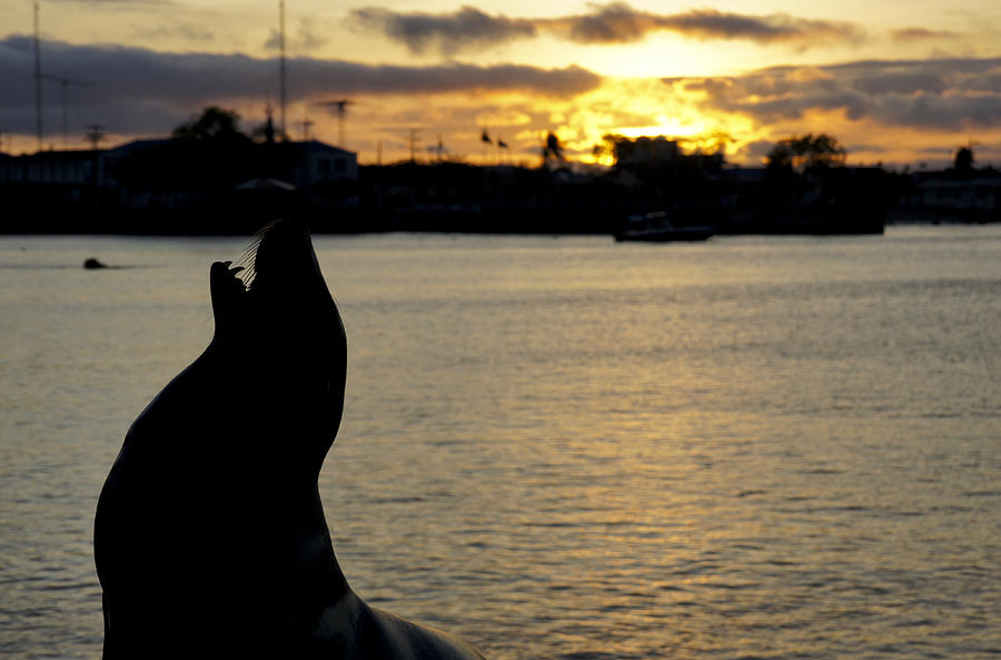 Sea Lion at Sunset #1 Photograph by Brian Kamprath