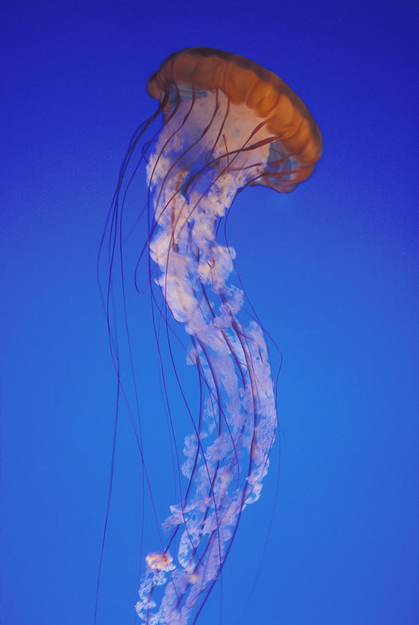 Sea Nettle Jellyfish #1 Photograph by Mark Harmel