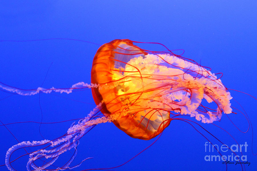Sea Nettle #1 Photograph by Steve Javorsky