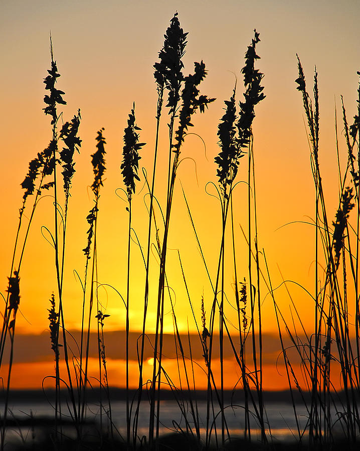 Sea Oats at Sunset #1 Photograph by Betty Eich