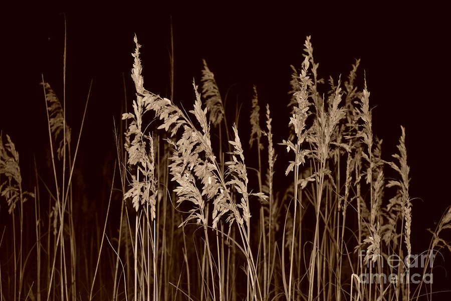 Inspirational Photograph - Sea Oats In Sepia #2 by Bob Sample