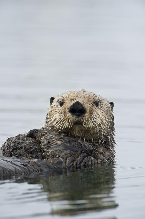 Animal Photograph - Sea Otter Alaska #1 by Michael Quinton