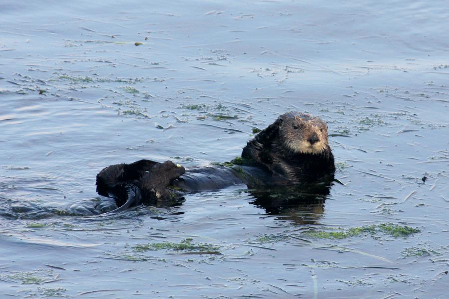 Sea Otter #1 Photograph by Douglas Miller - Fine Art America