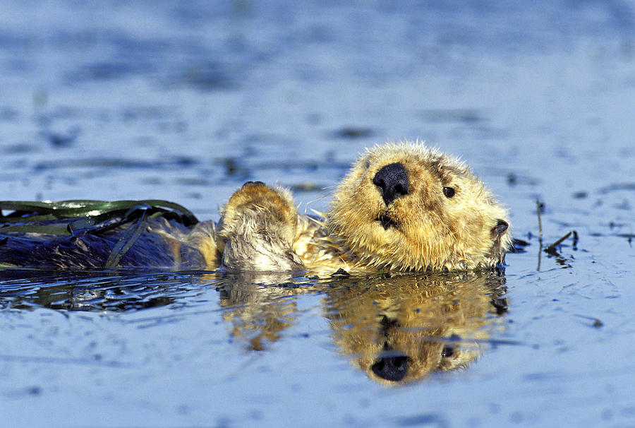 Sea Otter #1 Photograph by Richard Hansen