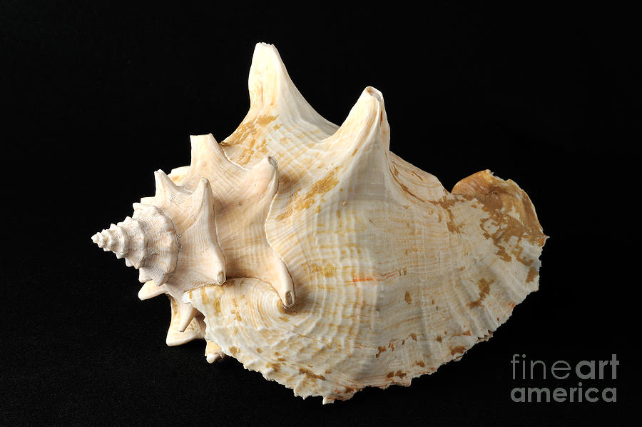 Sea shell #7 Photograph by George Atsametakis